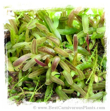 Utricularia appendiculata {Swaziland, Africa}